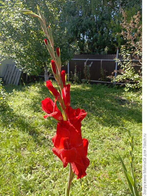 Точно гладиолус, хотя по этикетке - лиатрис