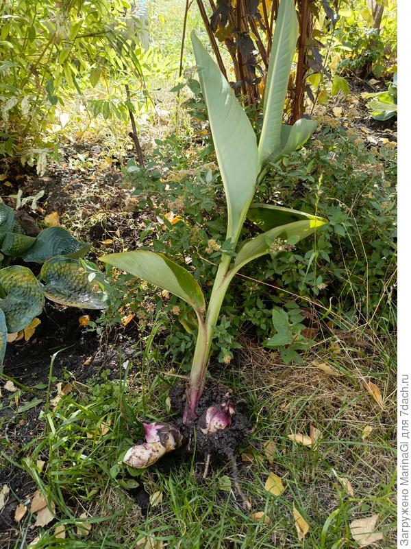 Канна или нет?