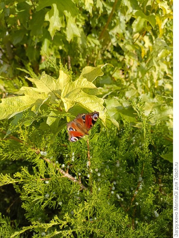 Летом я бабочек и не замечаю..