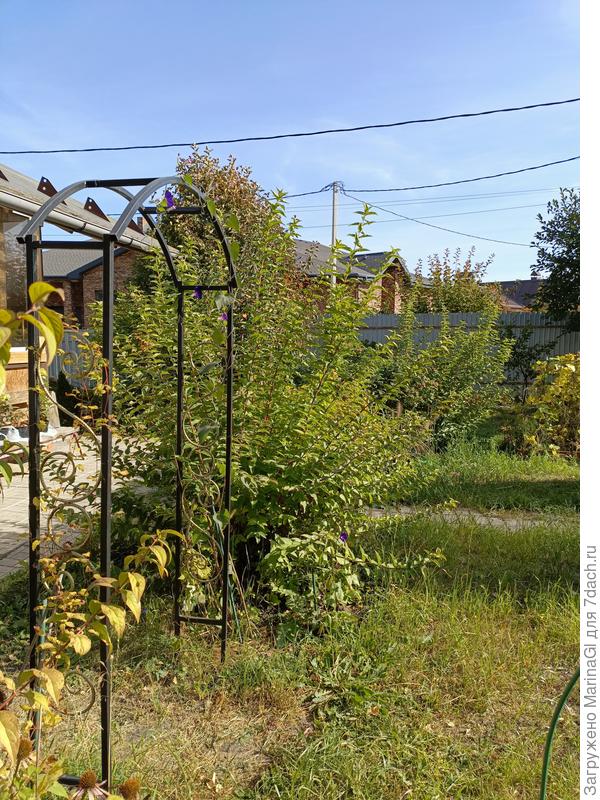 Дейции белые - одна на переднем плане у арки, вторая замыкает этот сектор "защитной стенки" для огорода