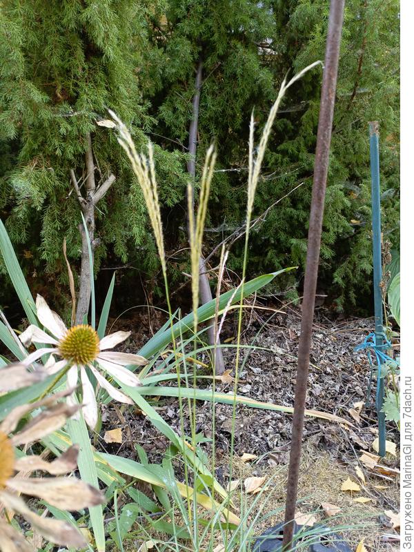 Адажио, маленький еще..