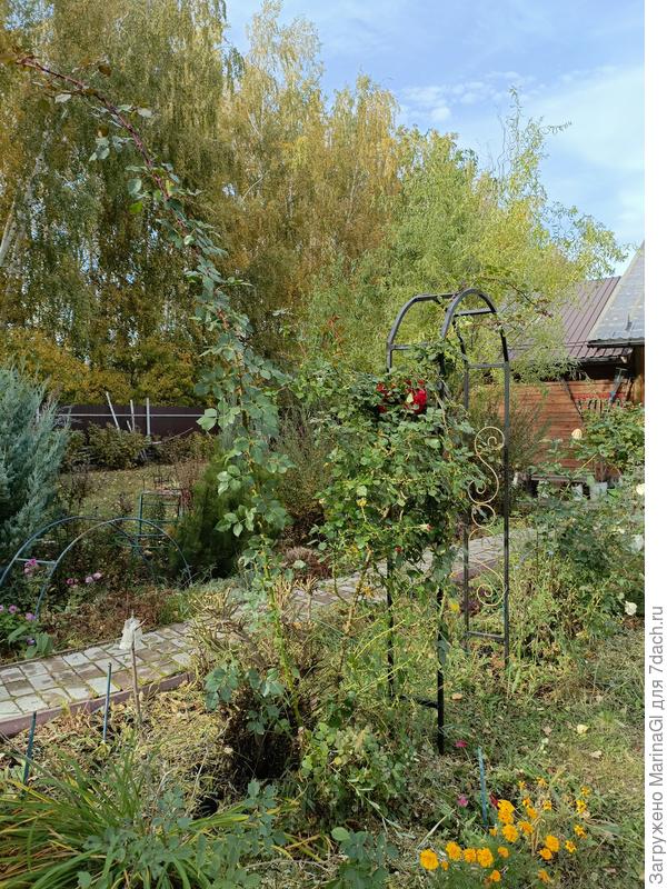 Роза подросла..