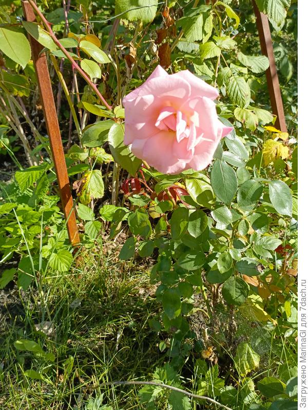 Розовая роза