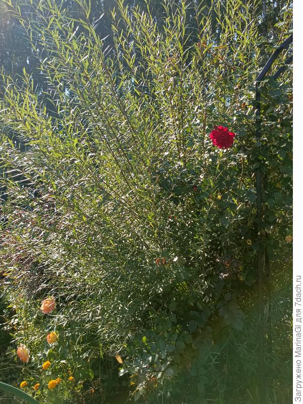 Ива Нана и роза - солнце за ними