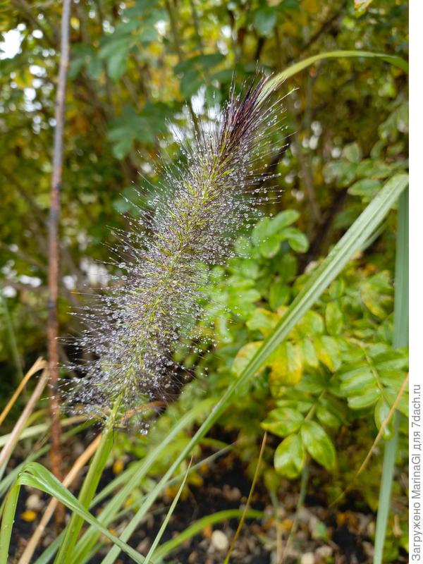 Октябрьский Блэк Бьюти