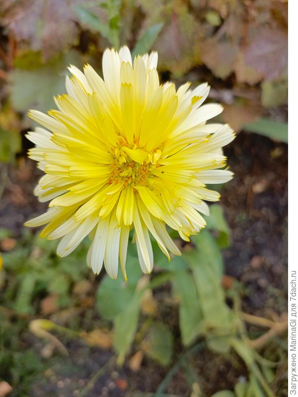 Маленькое теплое солнышко..