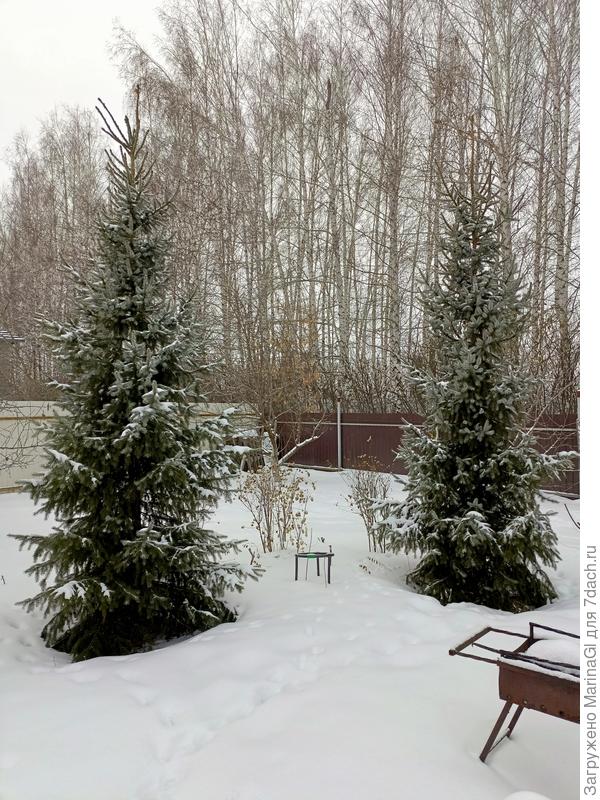 Красавицы сербские ели