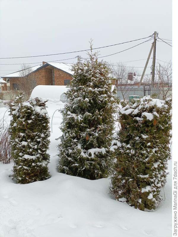 Три туи и между ними еще одна горная сосна - полностью под снегом..