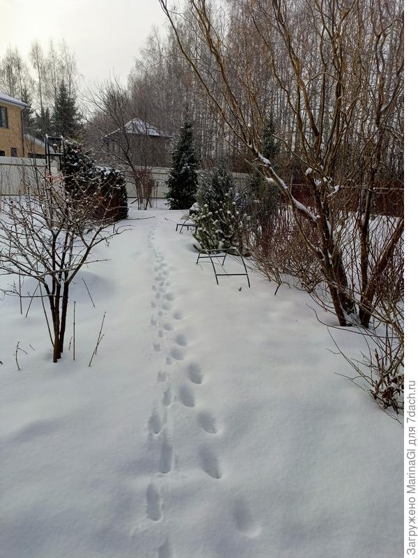 По кошачьим следам идти легче!