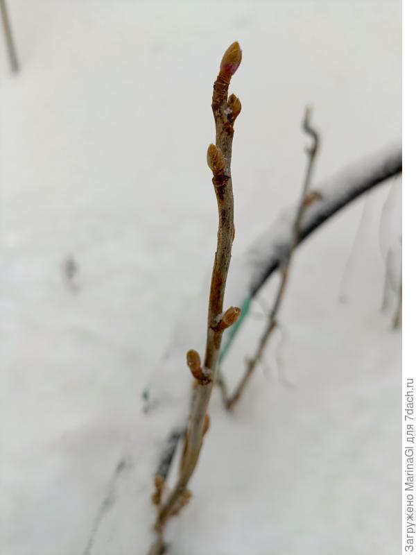 Черная смородина "Гулливер", очень крупная и самая у нас ранняя