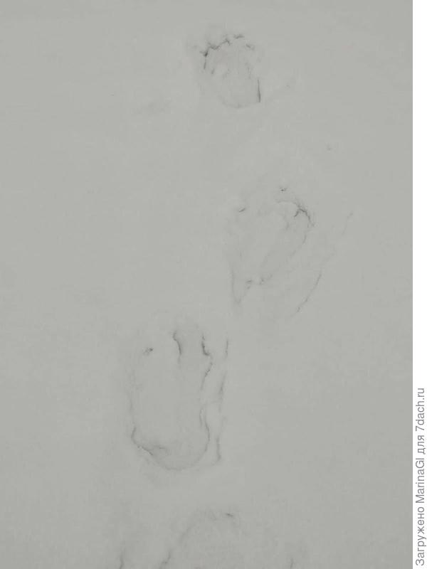 Медвежьи следы в начале января.. Не спитца кому-то..