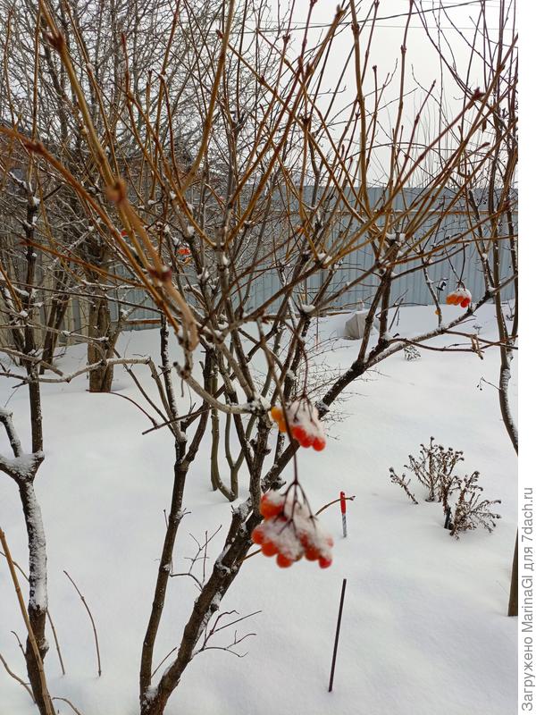 Калина, похоже, кроме меня ее ягоды никого и не интересуют..
