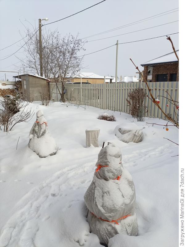 Гортензии укрыла, надеюсь, будут цвести