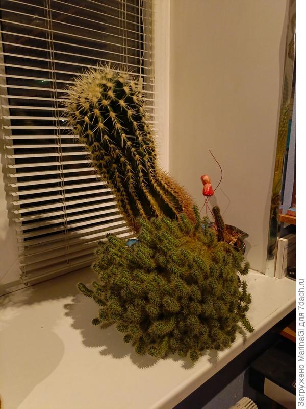 Мамиллярия и..?  Оба цвели.