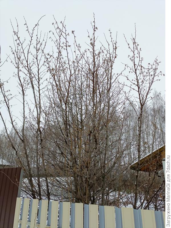 Лещина в сережках