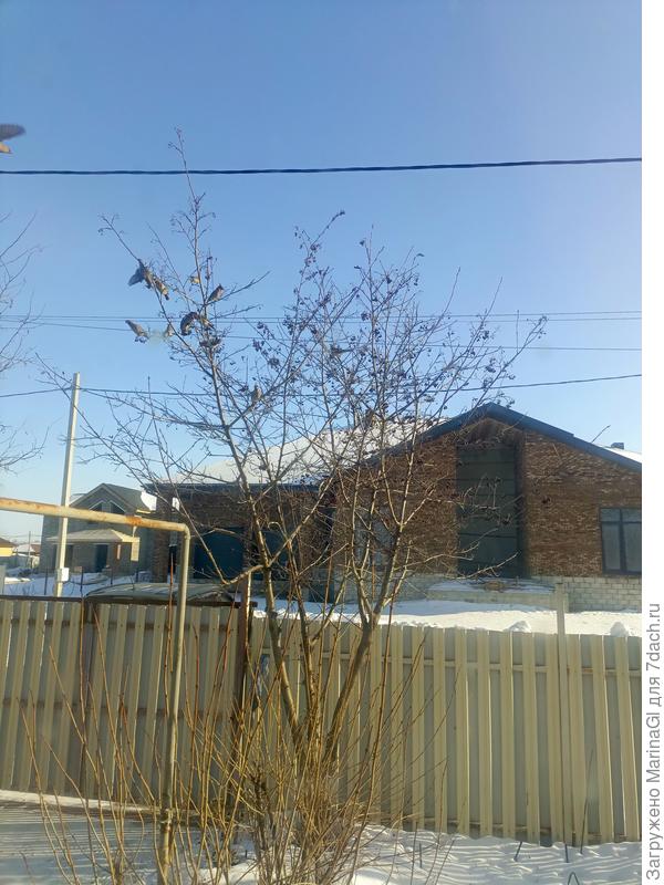 На рябину налетели какие-то птички