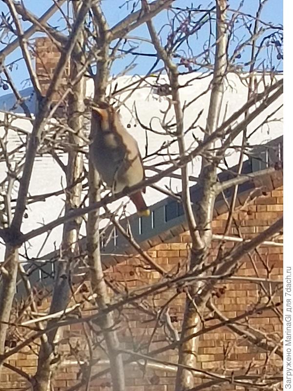 Крупным планом