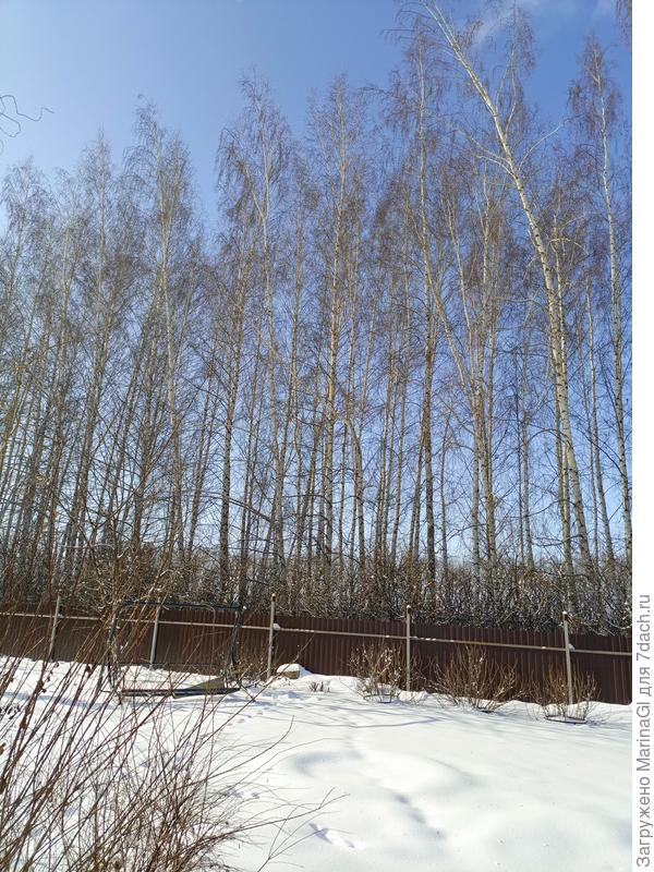 Середина февраля, снега мало