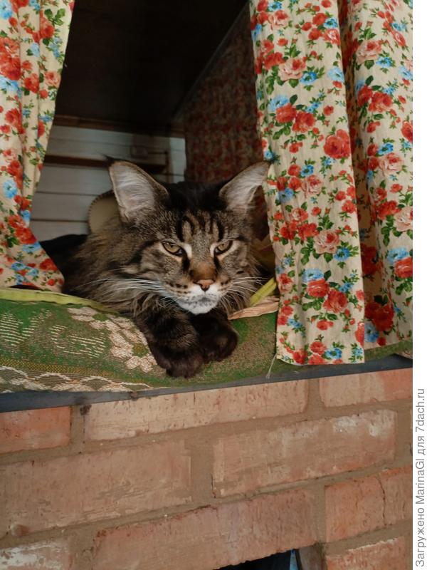 Скромно, но внимательно наблюдает как хозяин распаковывает куриные шейки..