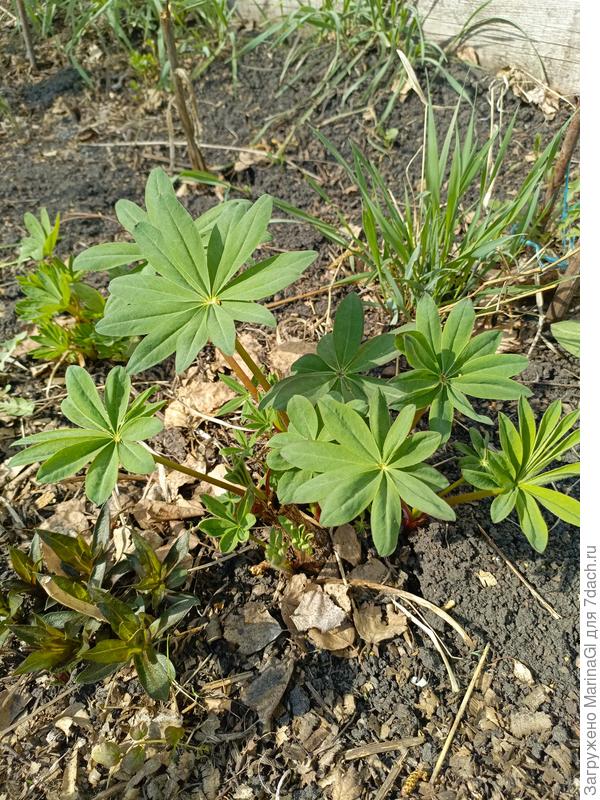 Интересно, какой он будет в этом сезоне?