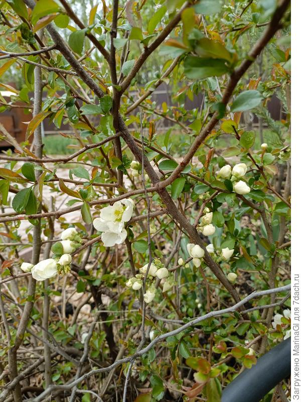 Цветущая белым айва, брала ради цветов. Оказалось, что и плоды имеются..