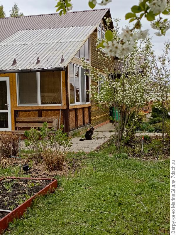 Цветущая ирга, их две разных сортов