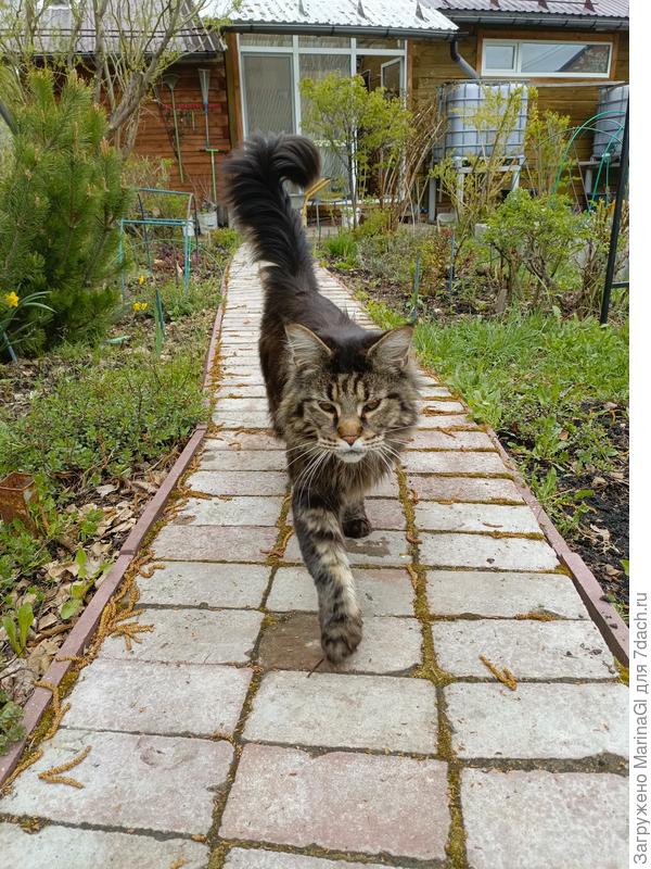 Гроза мышей и, по-совместительству. сегодняшний экскурсовод по участку Радомир