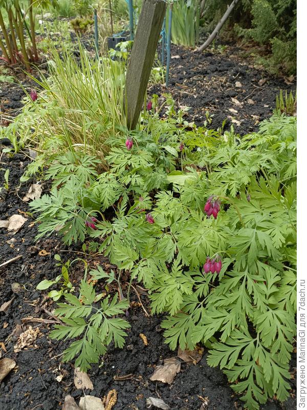 Дицентра торопится отцвести, пока ее не "забили" рядом сидящие хосты - они пока только чуть-чуть пробиваются наружу