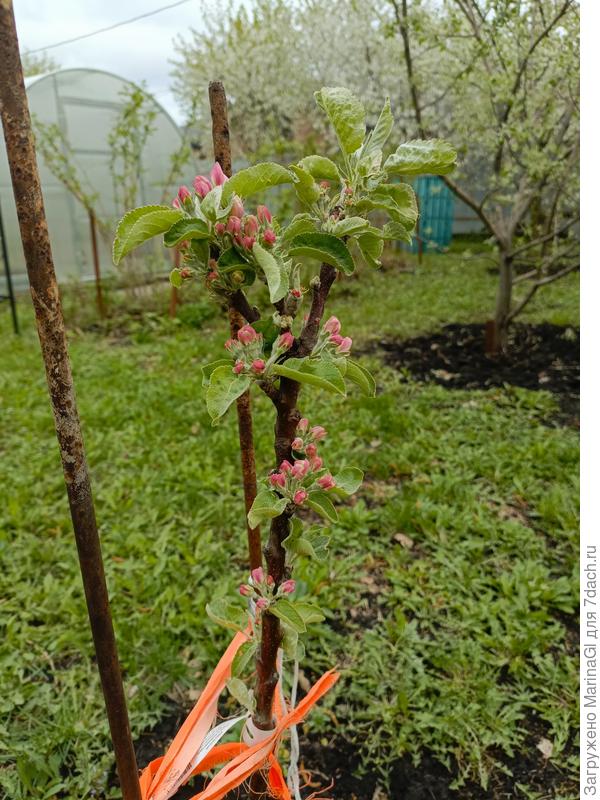 Колонновидная яблоня Президент