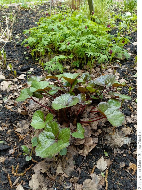 Отелло наращивает мощь и возвращает красоту, но пока он еще проигрывает дицентре - она уже цветет..