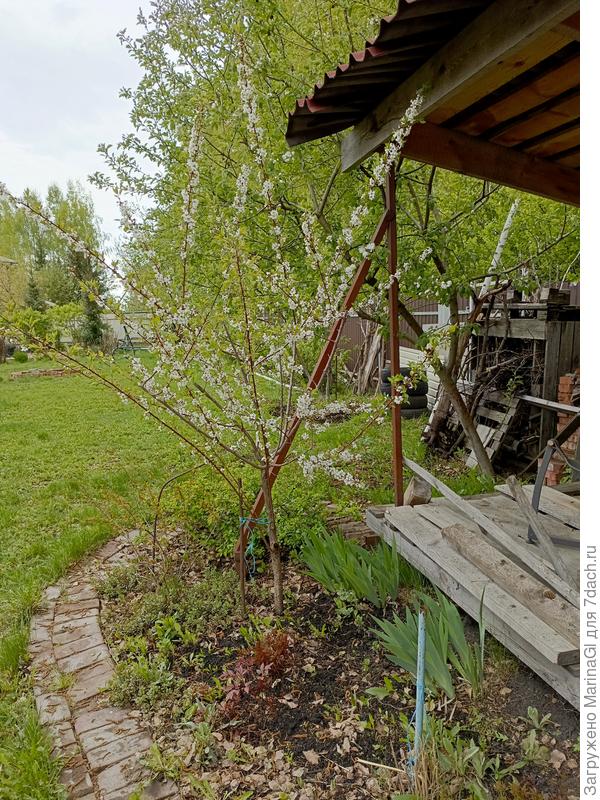 Уже отцветает миндаль, он зацвел почти первым - его обогнала только черешня