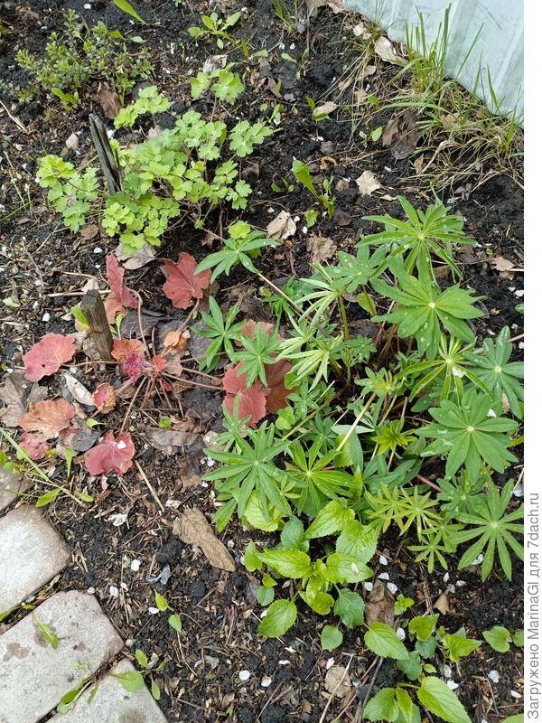 Дружно радуются весне люпины, аквилегии, гейхеры - их много и в разных местах