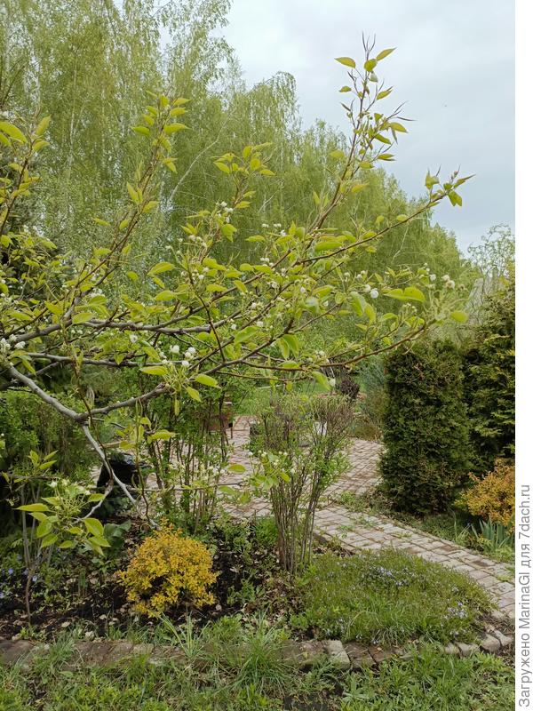 Груши и яблони готовятся зацвести. На заднем плане за веткой груши зацвел сиреневый шиловидный флокс. Здесь в полутени ему явно лучше, чем до это на жаркой альпийской горке. Делала фото после дождя, флокс мокрый был, поэтому цветочки чуть приоткрыты