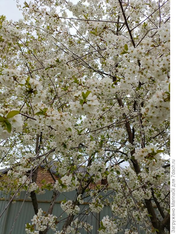 Вишни все в цвету и в жужжании