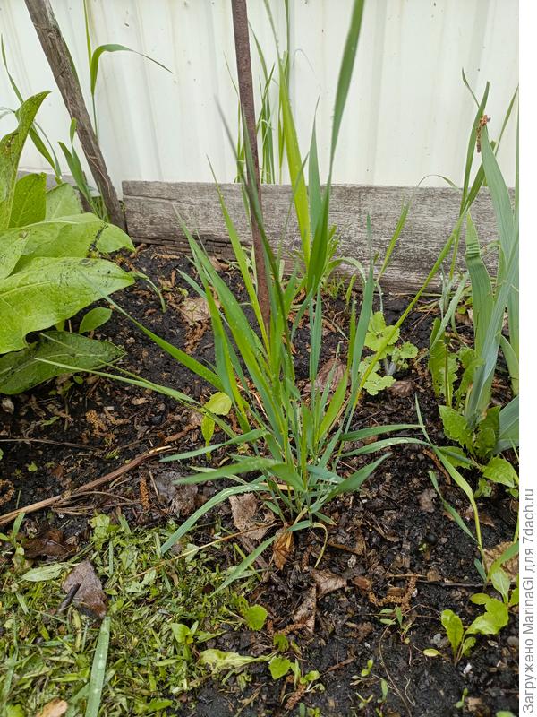 Значился как Аваланш