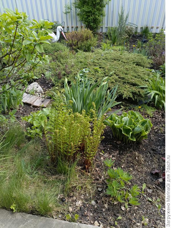 Папоротник распушается, люпин перед ним однопакетиковый брат того монстра, но выглядит сильно поменьше.. хотя тоже цвел в прошлом сезоне