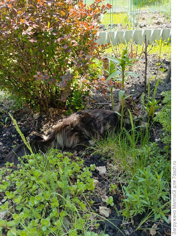 Радомиру жарко, прилег между барбарисом и туями, Чуть не замульчировала и его, я как раз за барбарисом микс накануне очистила, пересадила там флоксы и лилии. Отыскала там еще один люпин, белый. Он самый первый люпин в этом саду, думала, что уже пропал