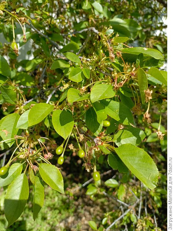 Самая ранняя вишня, сорт Чернокорка