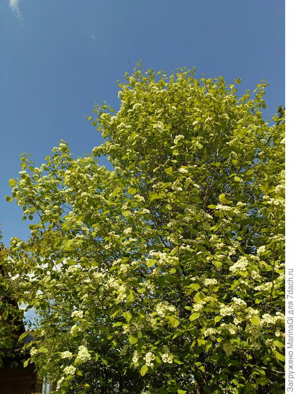 Цвет боярышника теряется на фоне чистого синего неба