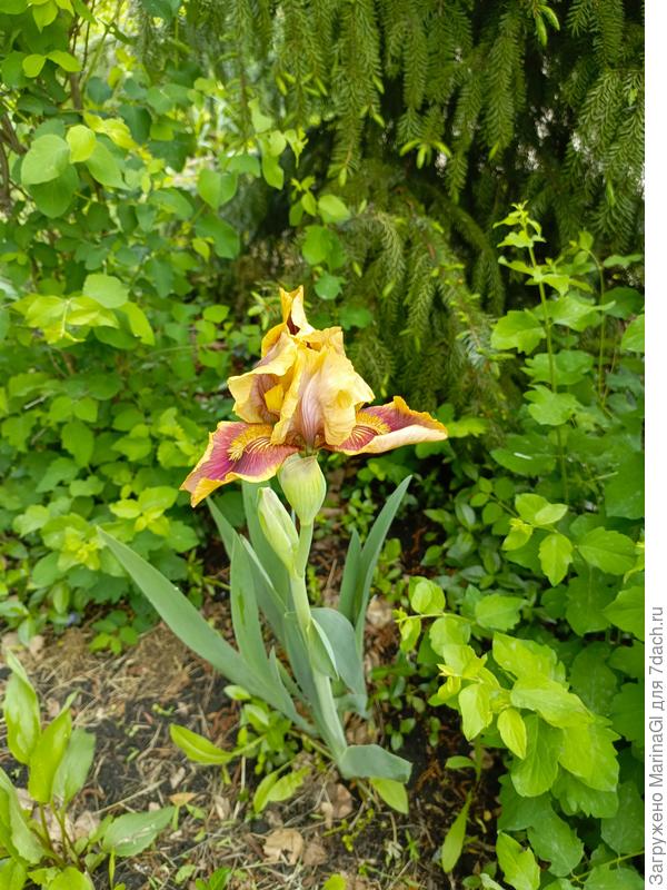 Их много было в разных местах, но первыми почему-то в этом сезоне зацвели темные ирисы, желтые и коричневые задерживаются.. И где-то под иргой белый ирис еще сидит.