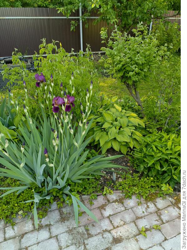 Распускаются листочки на Аморфах.. И как-то много у меня ирисов оказывается - они сразу везде зацвели