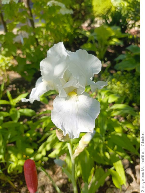 Самый белый ирис, который я видела не на картинке