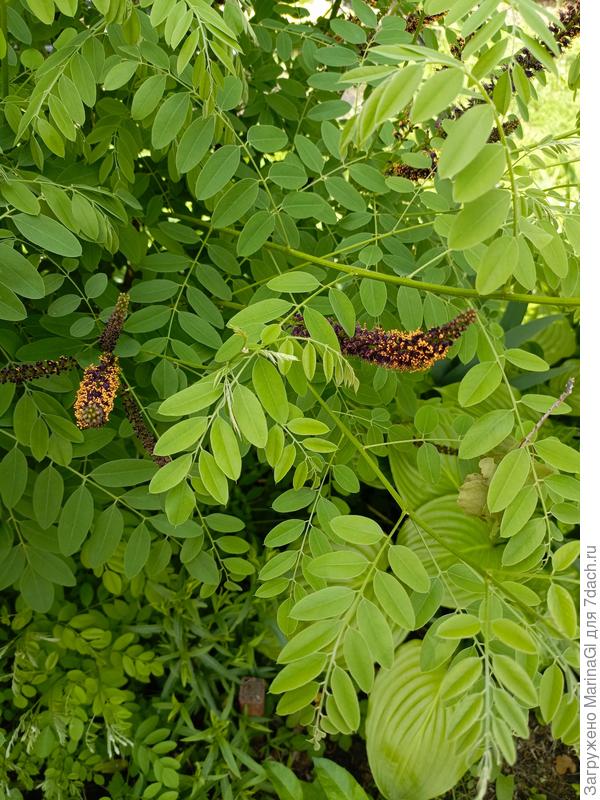 Зацветает Аморфа