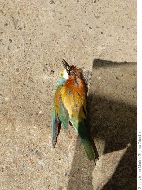 Птичку очень жалко