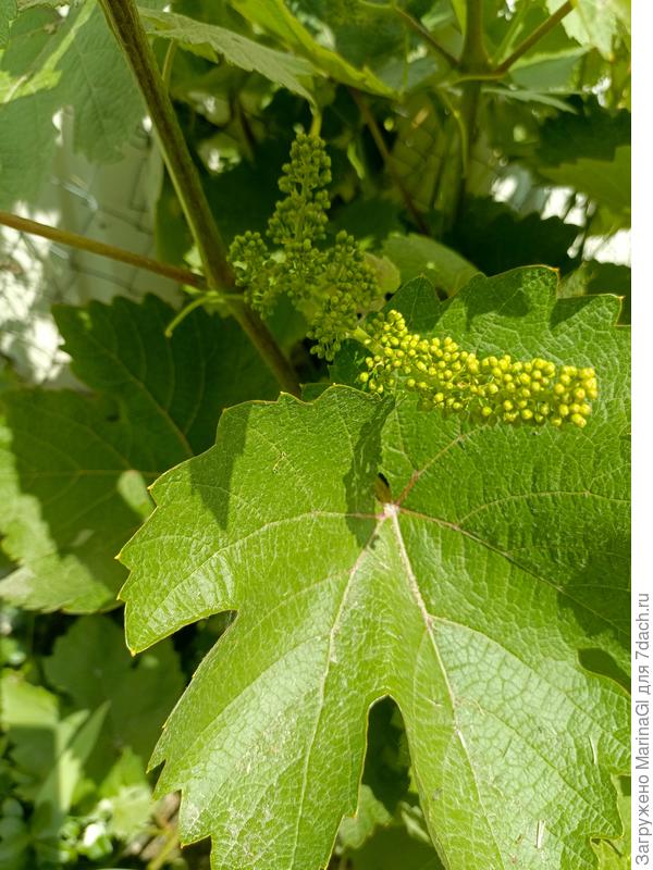 Неожиданно довольно много (для нас) завязалось винограда. Может, даже и поедим "с куста", как огурцы например..))