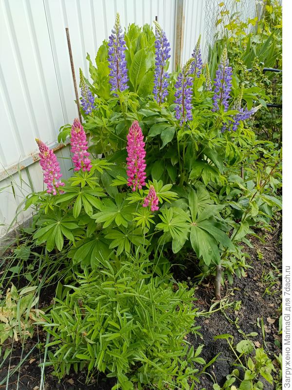 Люпины, за спиной у них скоро должен зацвести желтый колокольчик
