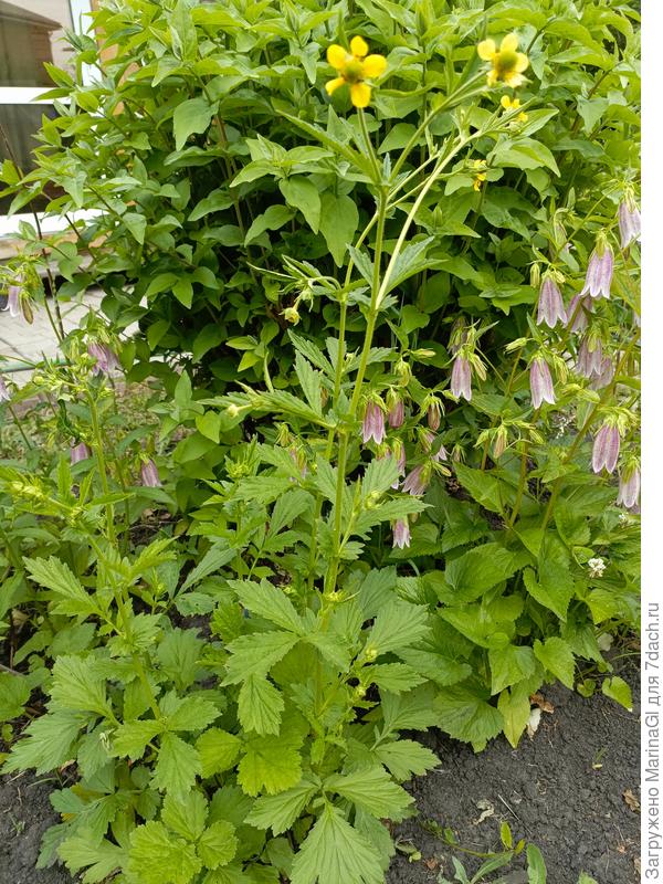 Похож и не похож..