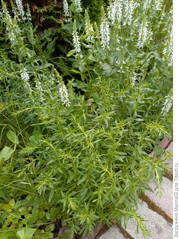 Иссоп на фоне белого шалфея