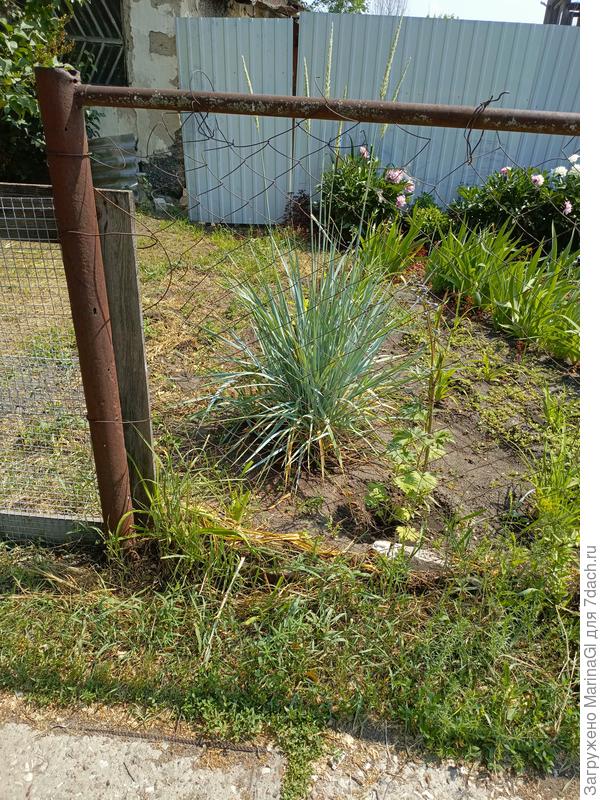 Что это за растение?