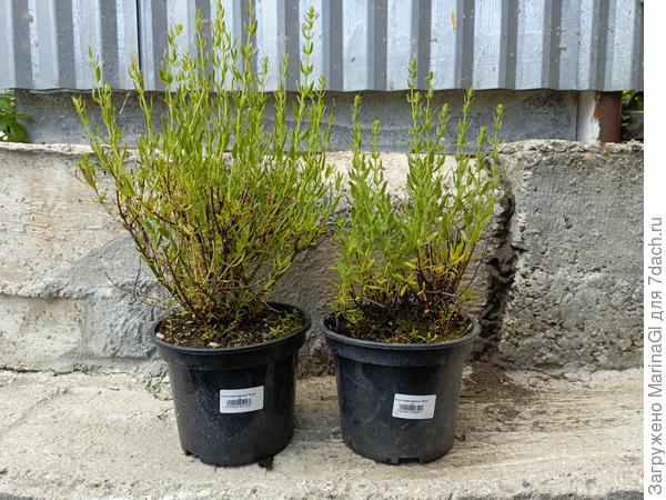 Иссопы розовый и белый